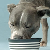 Say Goodbye to Kibble for Better Health