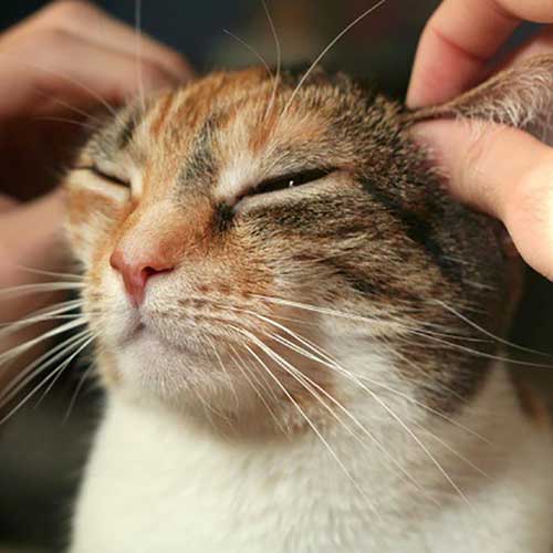 Private Class: Acupressure for Cats & Dogs